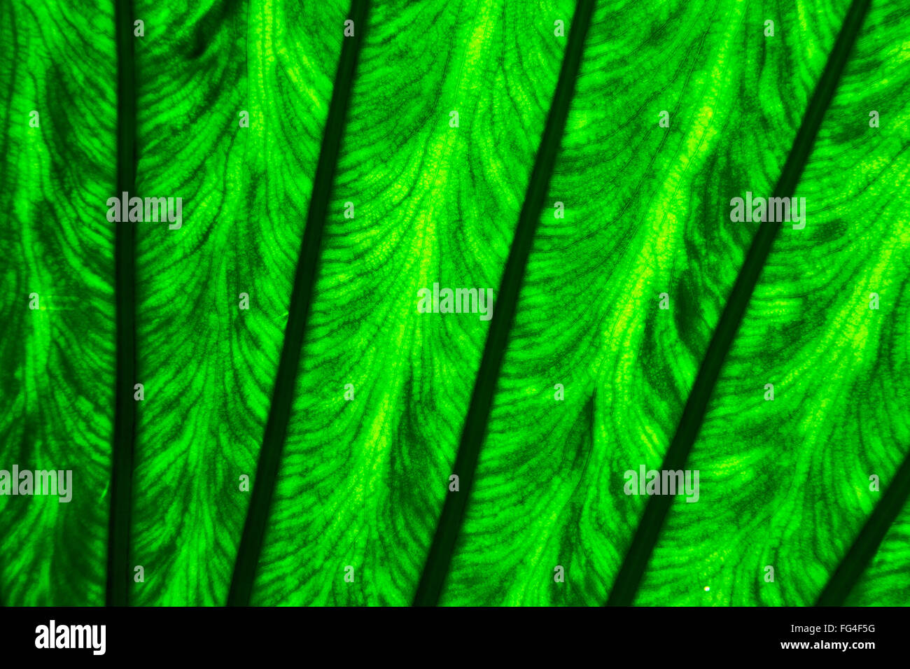abstract leaf and his veins background macro close up of a green black ...