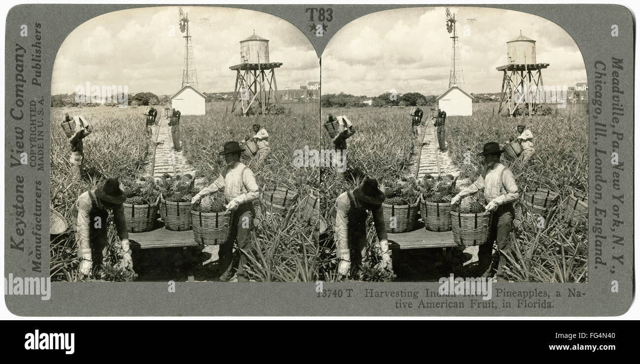 FLORIDA PINEAPPLES. /nWorkers harvesting Indian River Pineapples in