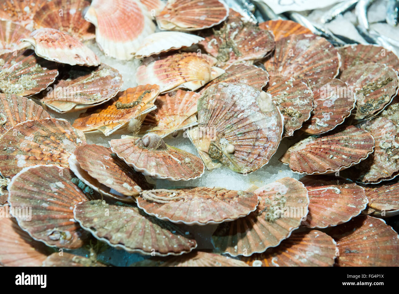 scallops to market the fish freshly caught and ready for sale Stock Photo