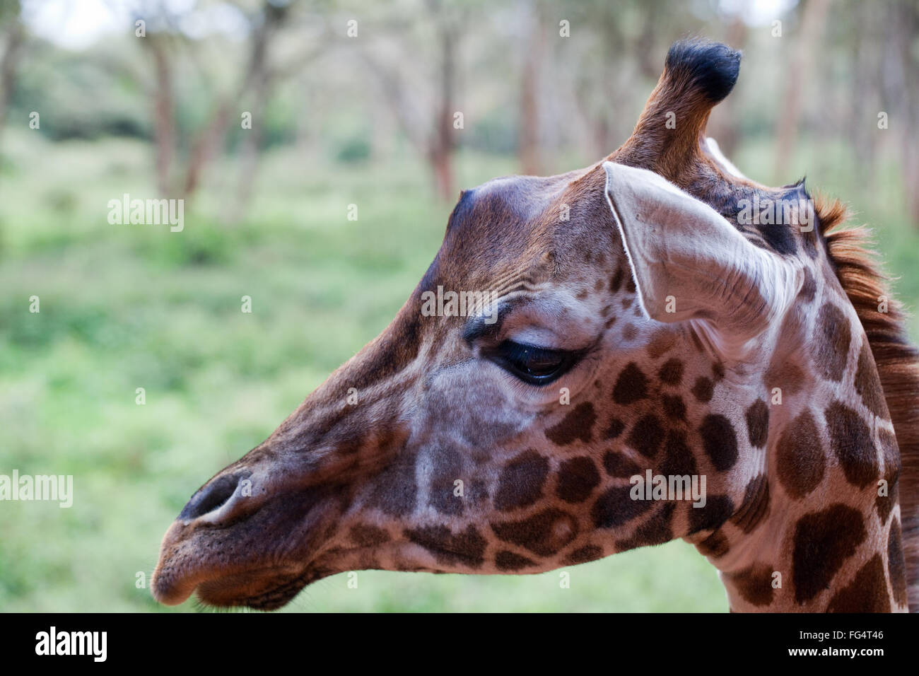 Reticulated Giraffe (Giraffe camelopardalis reticulata). Head facial features, including OSSICONES (rather than horns!) Stock Photo