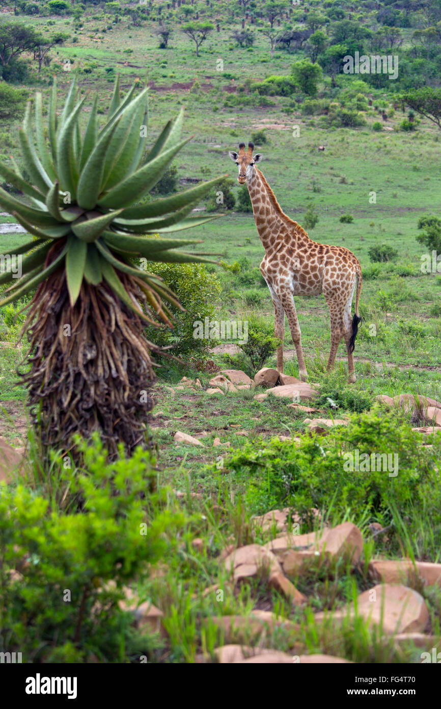 Cape Giraffe (Giraffa camelopardalis) Natal S. Africa Stock Photo