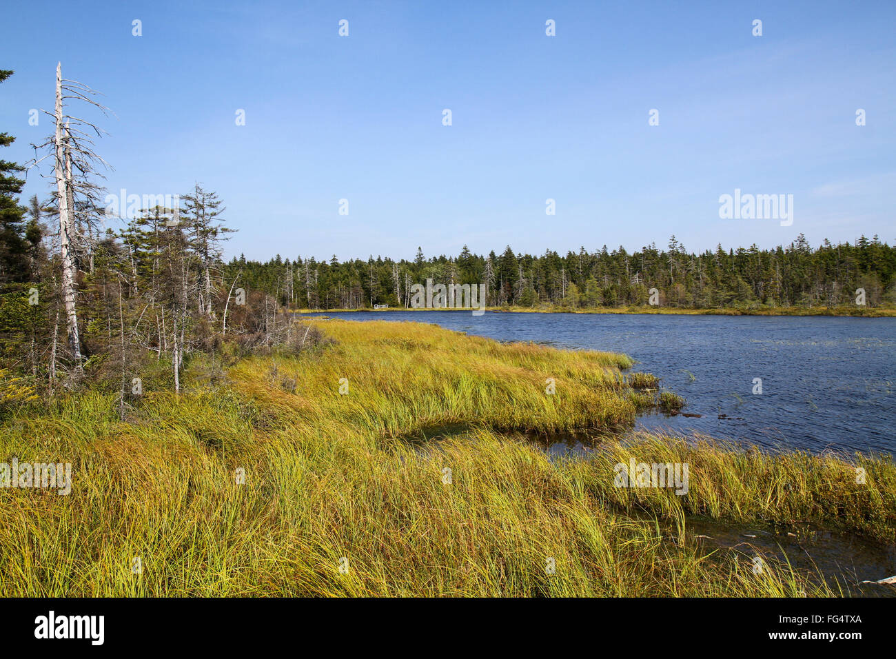 Caribou Lake as seen from the Caribou Plain Trail in Fundy National Park Stock Photo Alamy