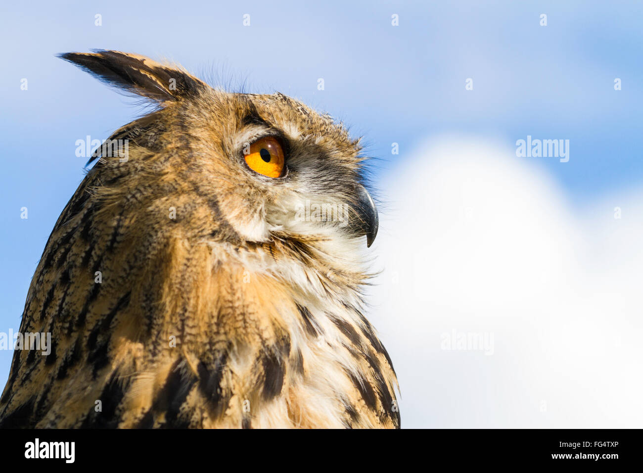 Side head shot of an Eurasian eagle-owl, Bubo bubo, sky background, looking into the scene with space in front for text. Captive Stock Photo