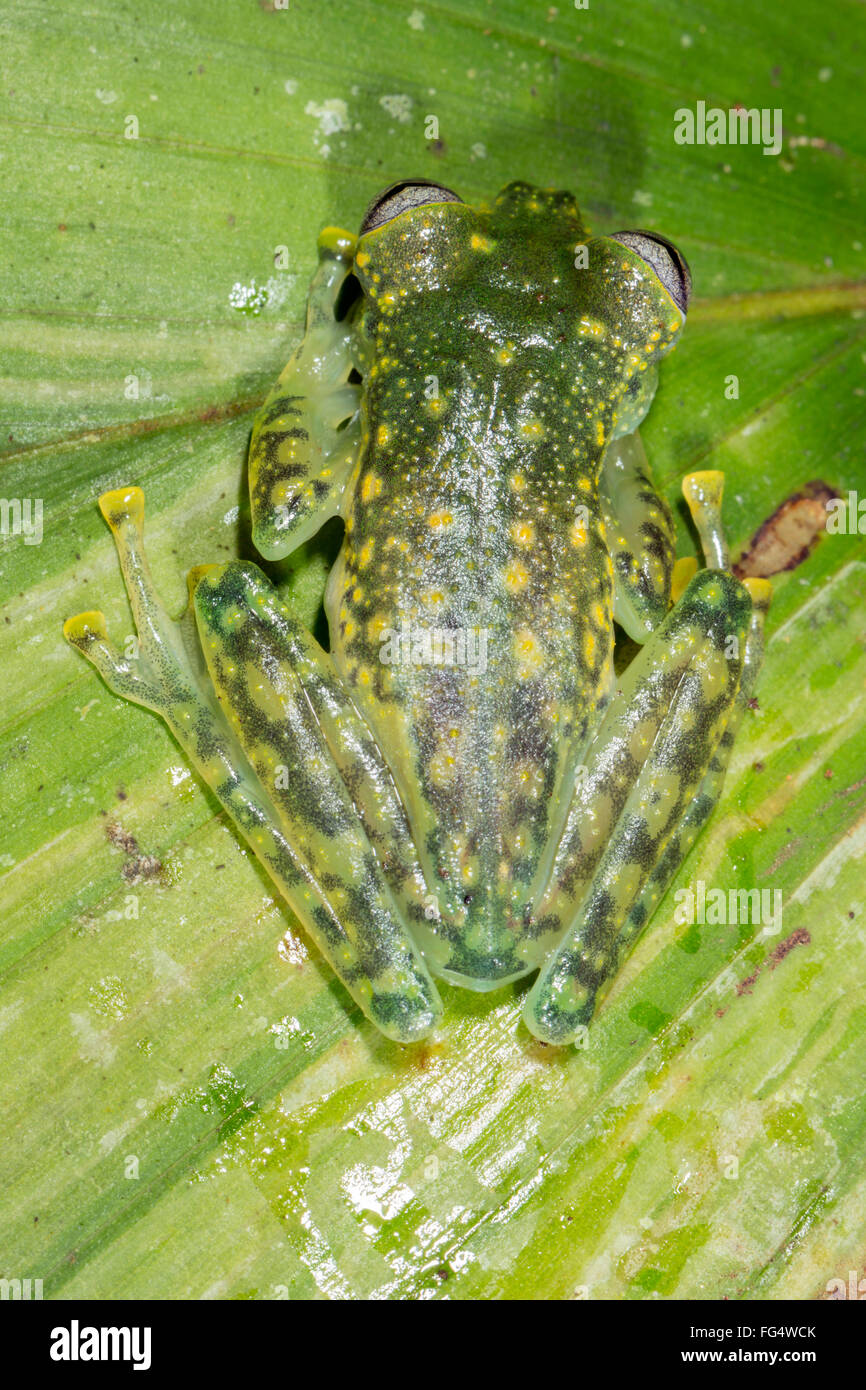 Maria's Giant Glassfrog (Nymphargus mariae) on a leaf in the rainforest understory in Pastaza province, Ecuador Stock Photo