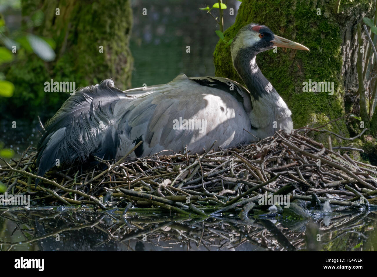 Common Crane, (Grus grus), incubating, Mecklenburg-Western Pomerania, Germany, Europe Stock Photo