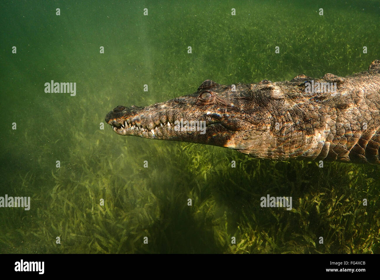 Snorkelling with American Crocodiles in Jardines de la Reina marine reserve, Cuba Stock Photo