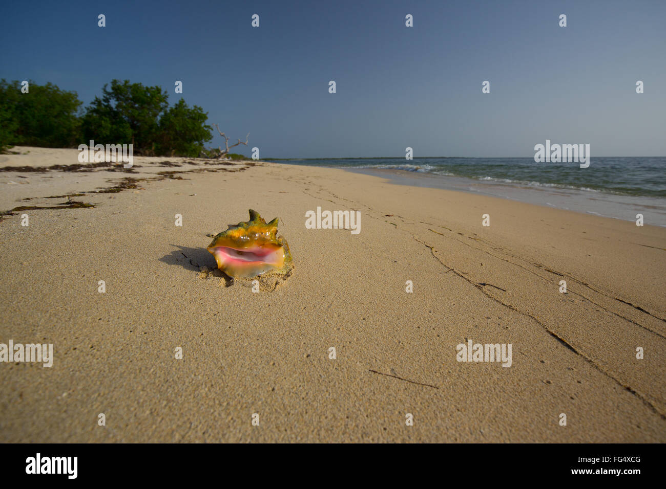 Caribbean Queen Conch on the beach at Anclitas Island, Jardines de la Reina marine reserve, Cuba Stock Photo