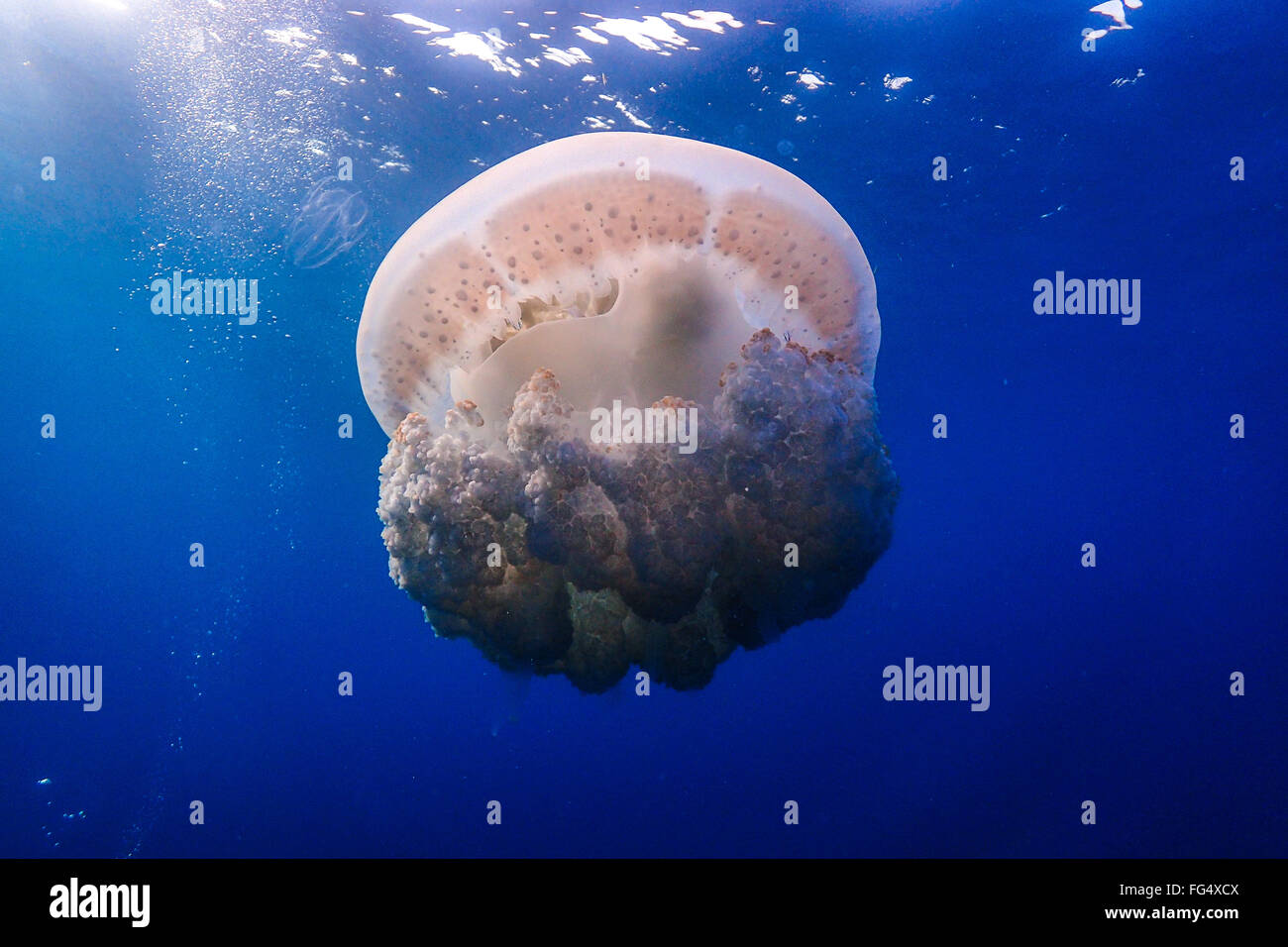 Medusa Jellyfish inside Jardines de la Reina Marine Reserve, Cuba Stock Photo