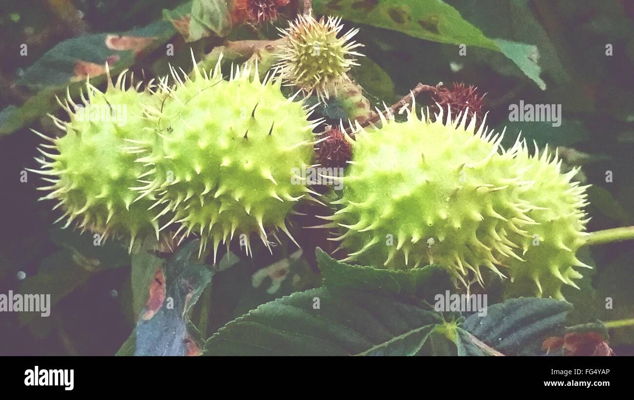 Horse Chestnut Tree Seed High Resolution Stock Photography and Images