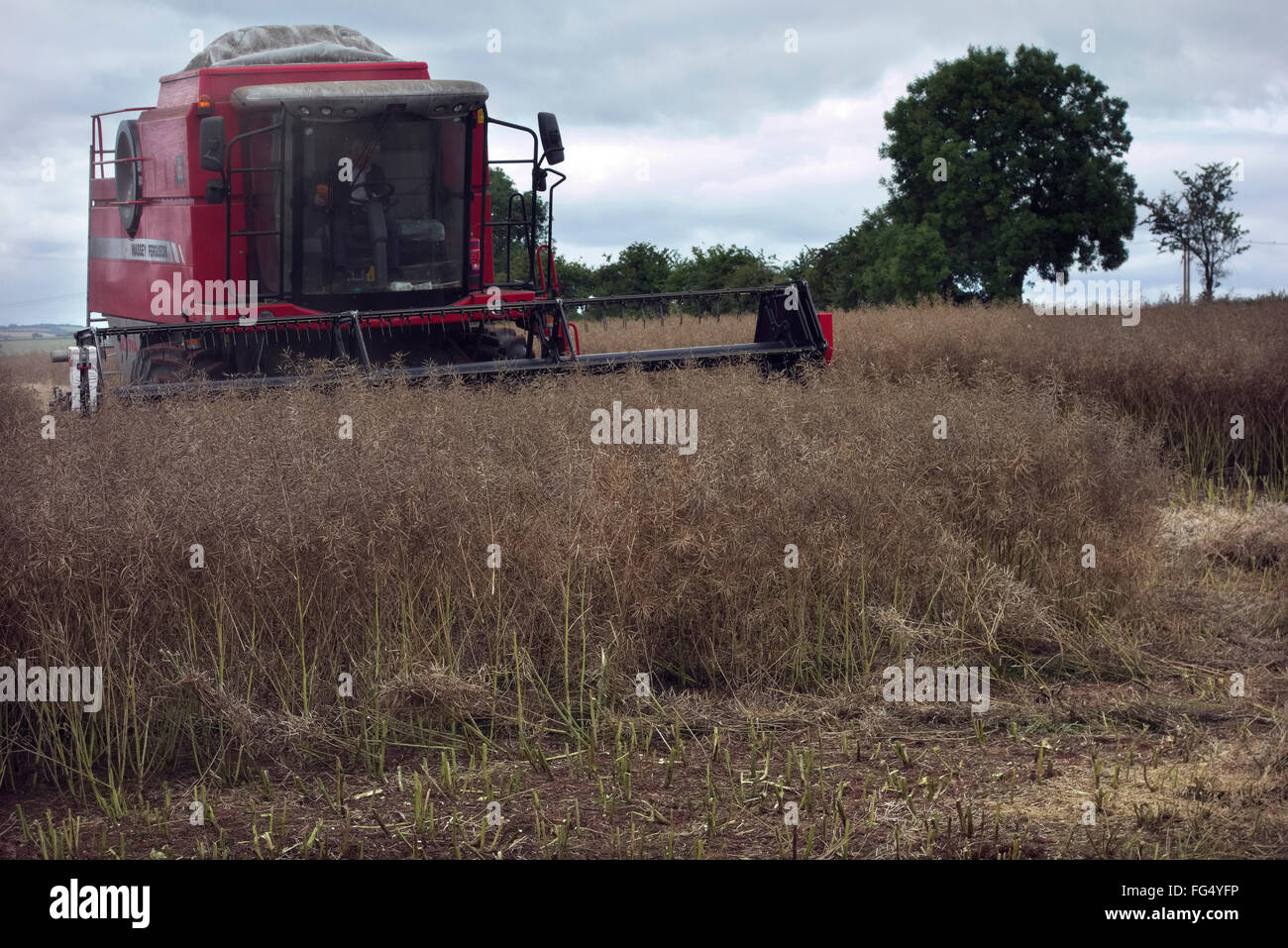 Harvesting Oilseed rape near Tiverton, Devon 3 August Stock Photo