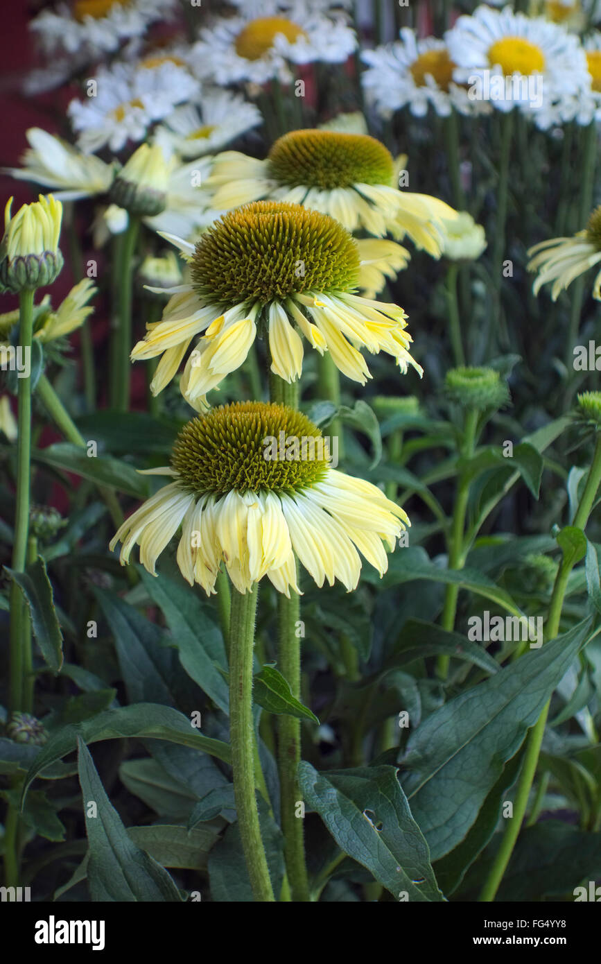 Echinacea 'Mooodz Shiny' Stock Photo