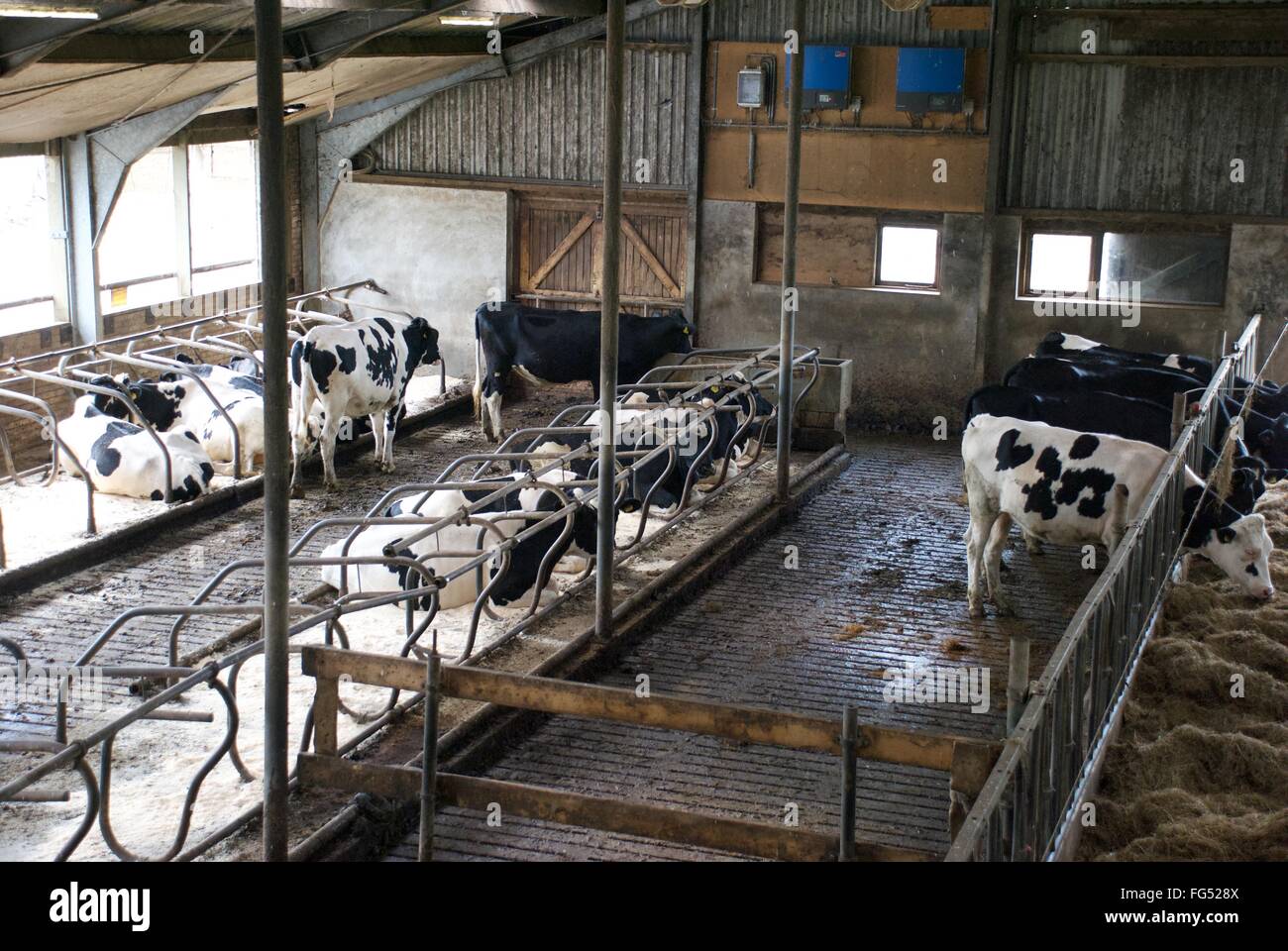 Peaceful summer afternoon in cow barn Stock Photo