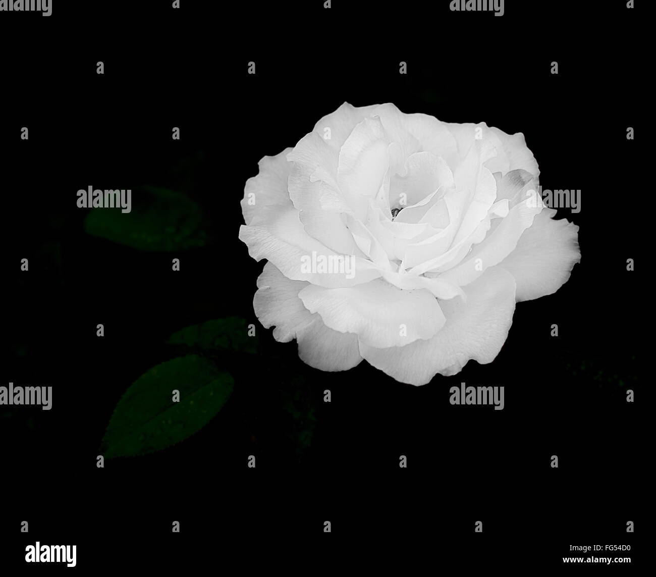 Close up of white rose flower on dark, almost black, background for sympathy card, mourning, condolences or sadness template Stock Photo