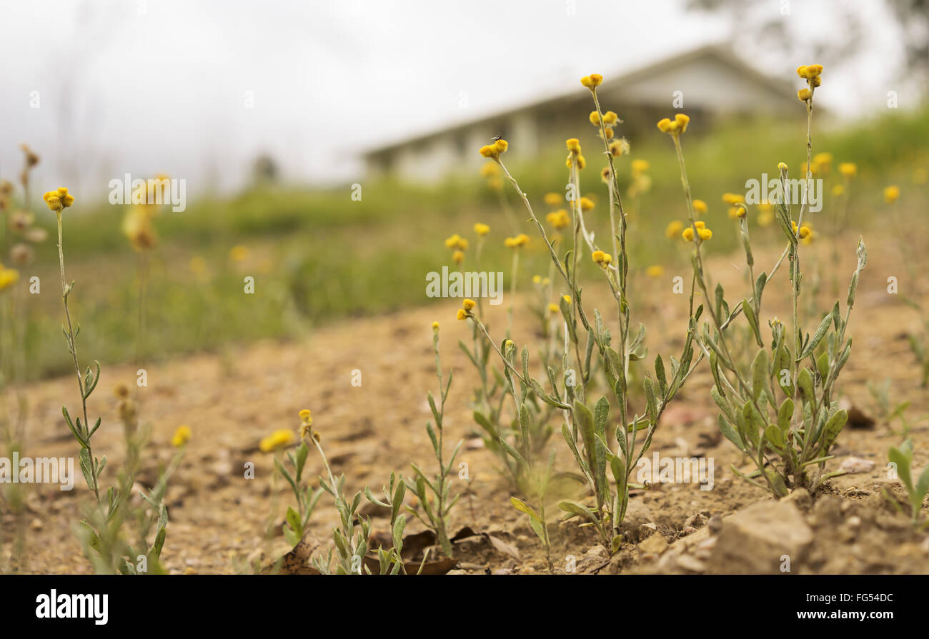 Australian Spring wildflowers landscape with yellow Buttons, Woollyheads or  Billy Buttons, daisy like flower plants  known as C Stock Photo