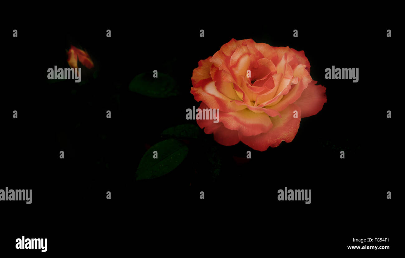 panorama of beautiful Rose flower symbol of love on dark black background with copy space for greeting or condolences card Stock Photo