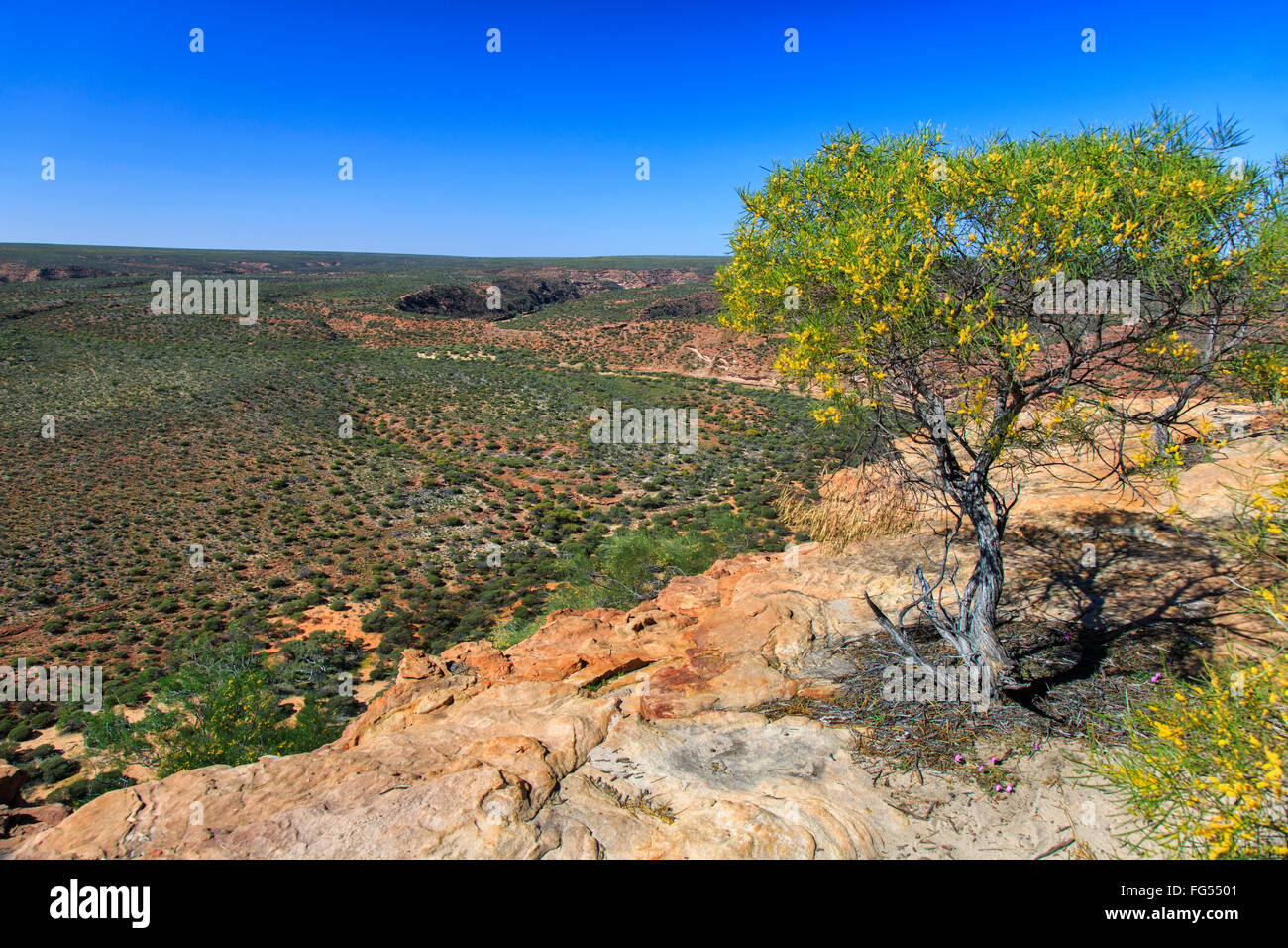 Kalbarri National Park in spring with wildflowers Stock Photo