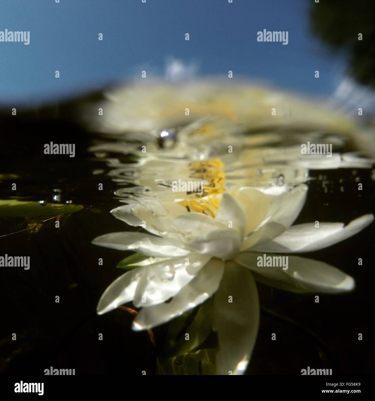 Water Lily Underwater High Resolution Stock Photography and Images Alamy