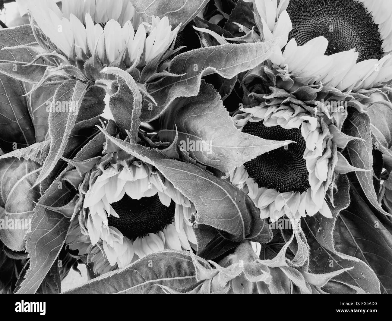 Sunflowers Black and White Stock Photos & Images - Alamy