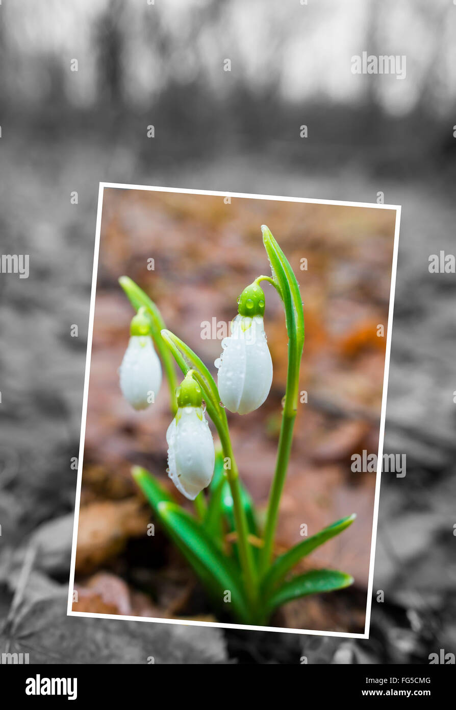 Spring greeting card snowdrops hi-res stock photography and images - Alamy