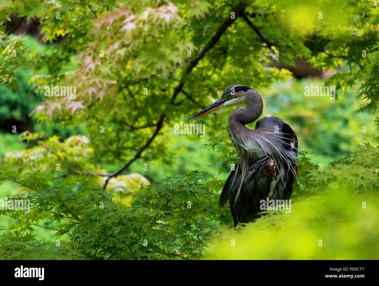 Crane in Tree Stock Photo Alamy