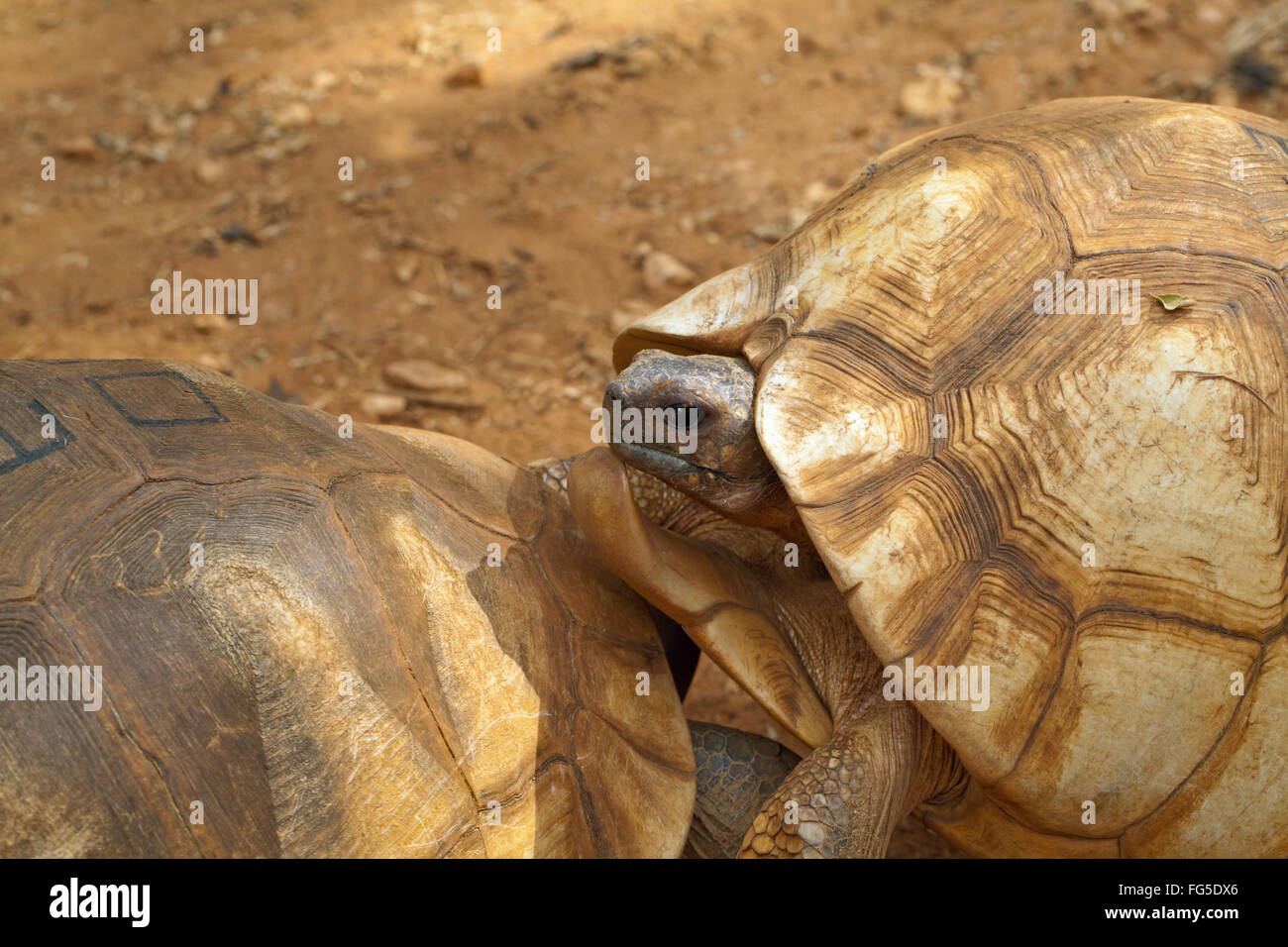 Angonoka or Ploughshare Tortoises Astrochelys yniphora. Competitive males, jousting, using gular scute on forefront of plastron. Stock Photo