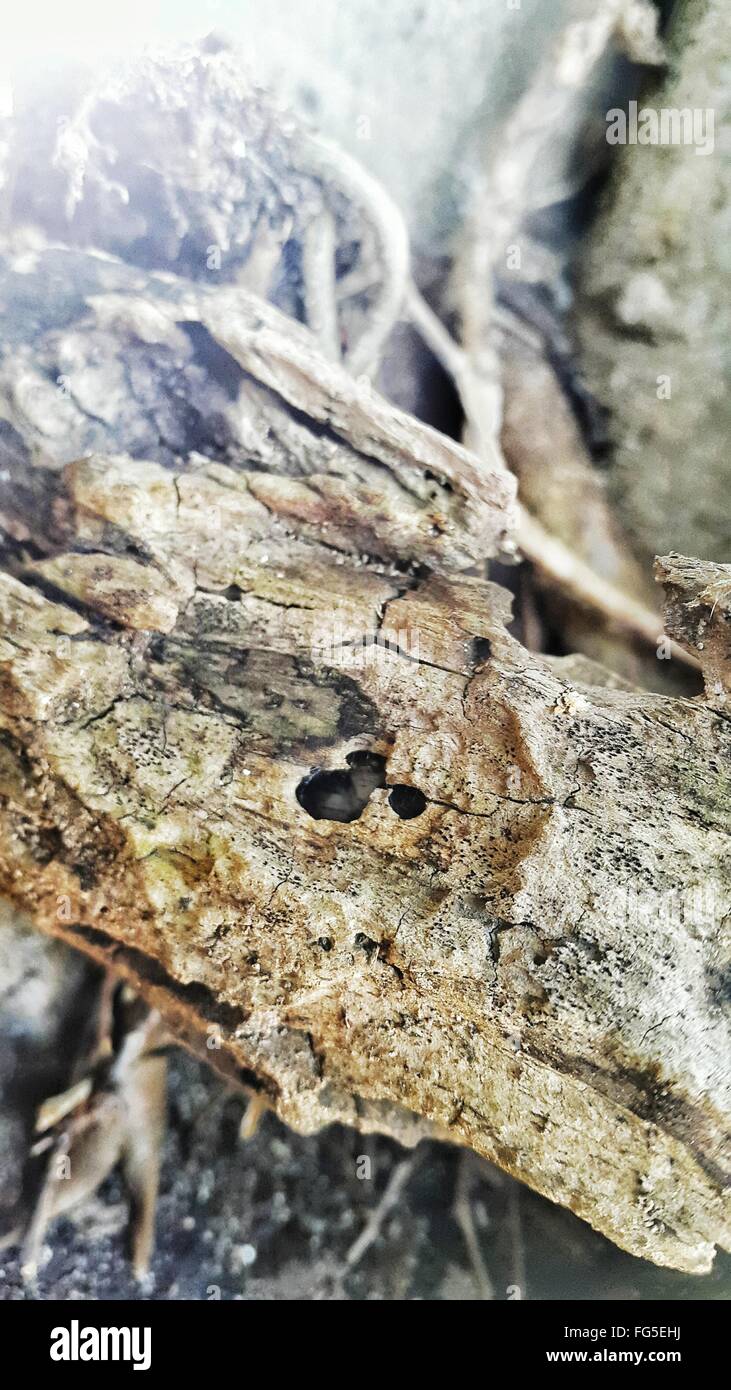 Close-Up Of Rotting Wood Stock Photo