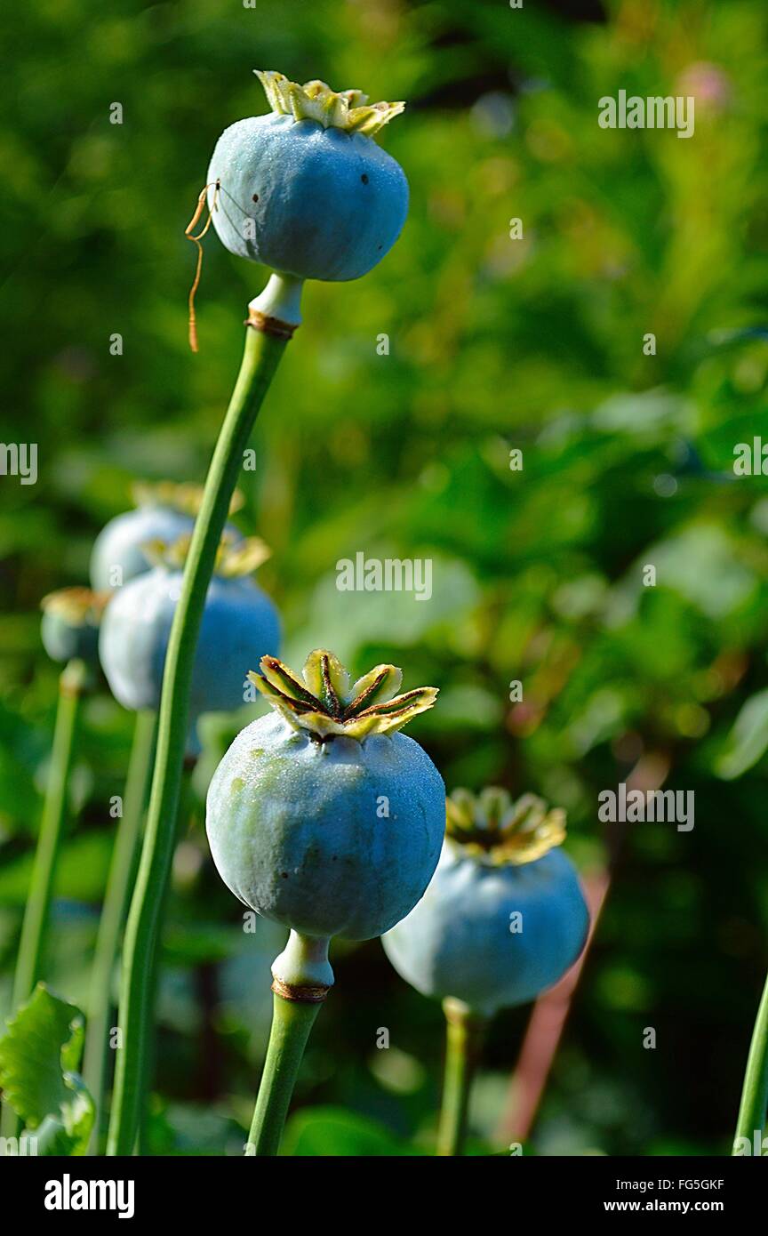 Poppy buds hires stock photography and images Alamy