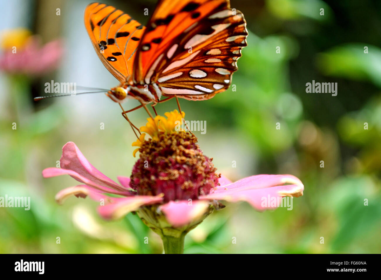 Butterfly On Flowerhead Stock Photo