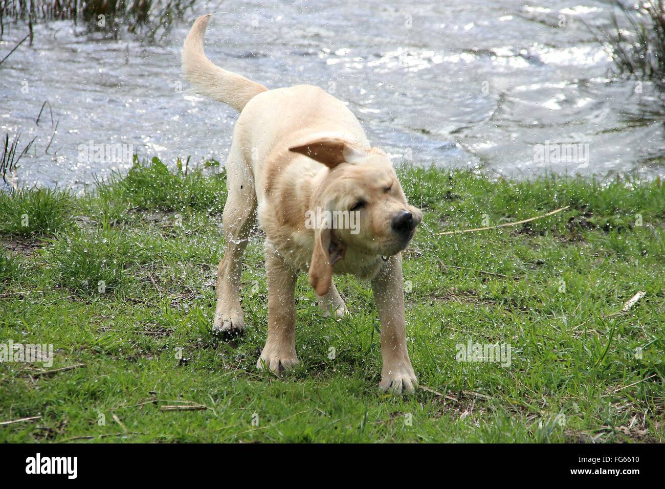 Labrador shaking off water hires stock photography and images Alamy