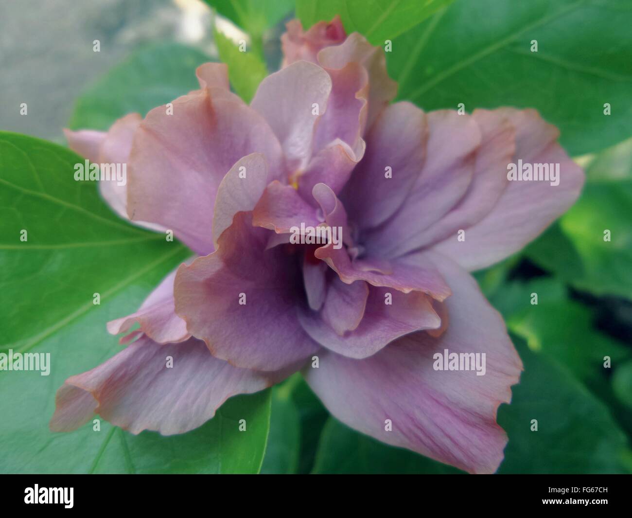 Close-Up Of Purple Hibiscus Blooming In Park Stock Photo
