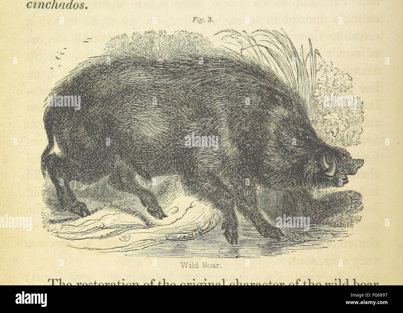The 'Natural History of Man' explores the influence of physical and moral forces on human development. The vintage book features illustrations and sketches that enhance its historical exploration of human evolution. Stock Photo