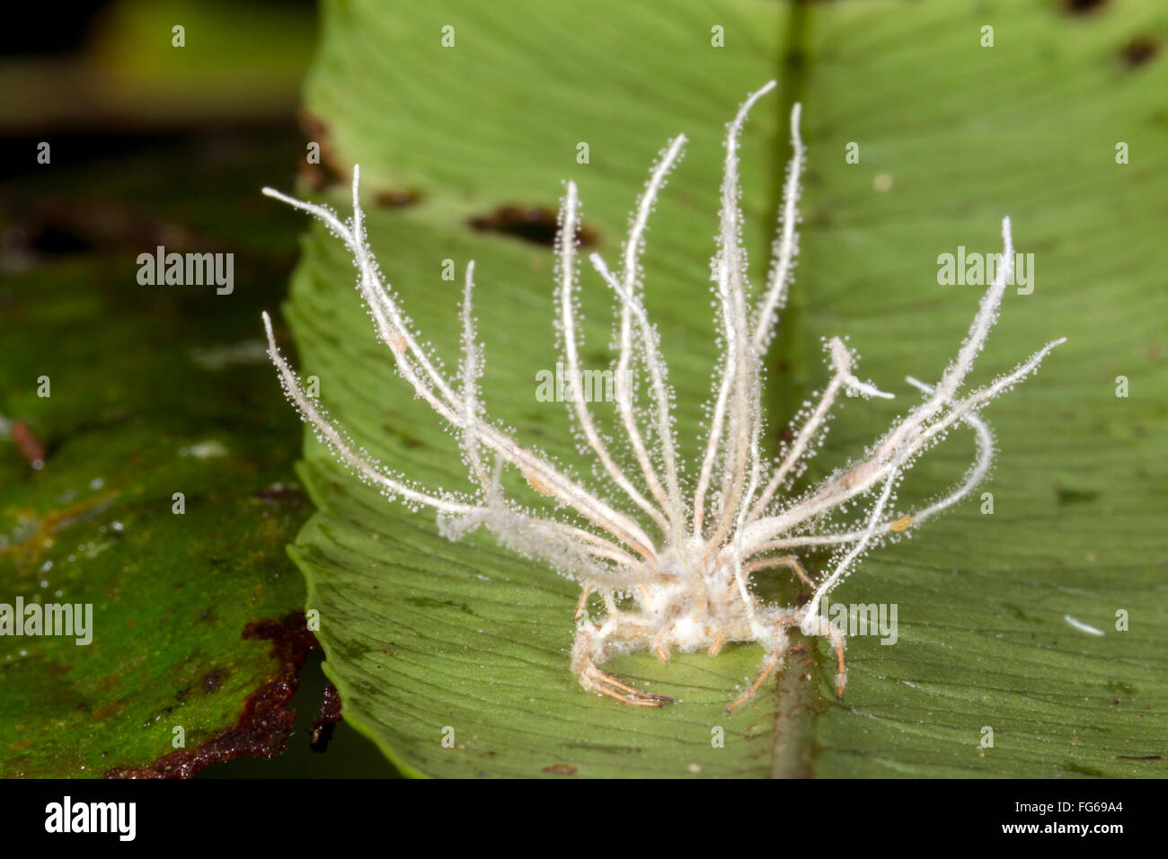 Cordyceps fungus (Gibellula sp.) growing out of a spider it has parasitized. The is the anamorph (or assexual) form Stock Photo