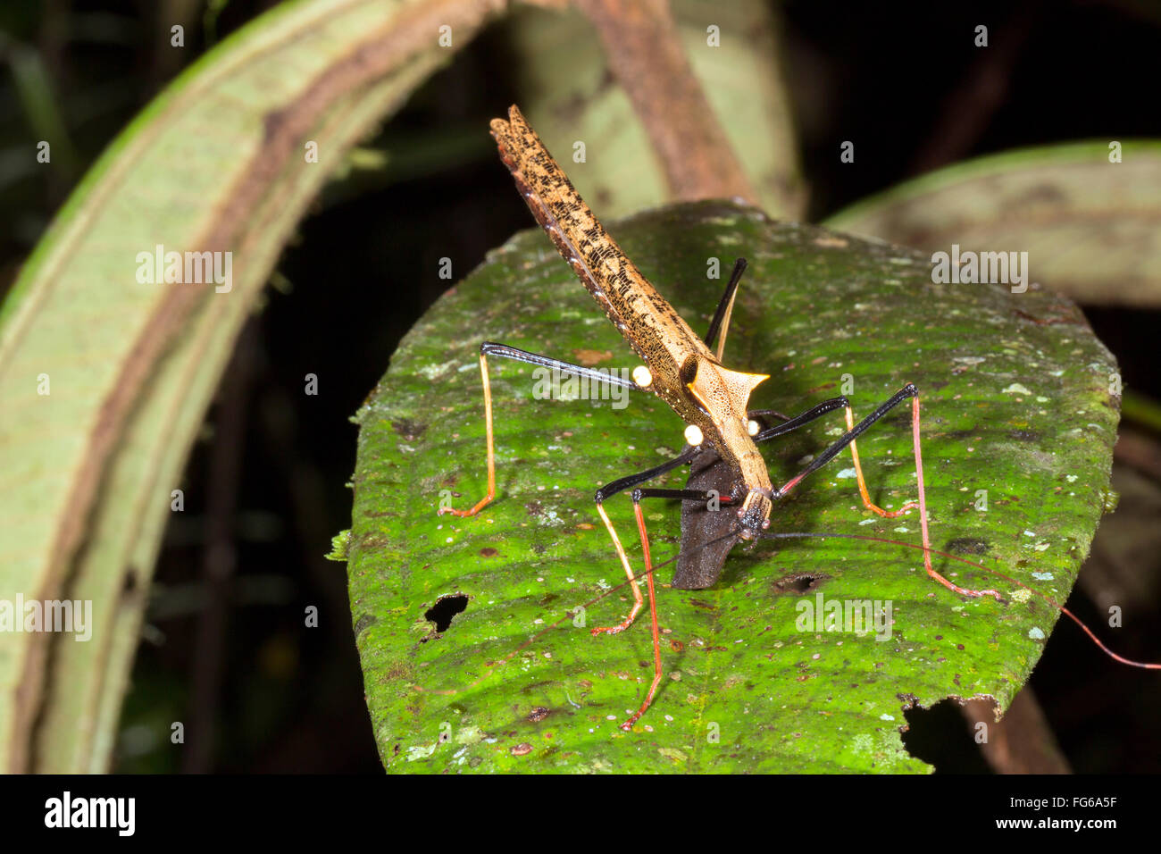 Amazonian stick insect (Pseudophasma bispinosa) with several attached dipteran ectoparasites. Stock Photo