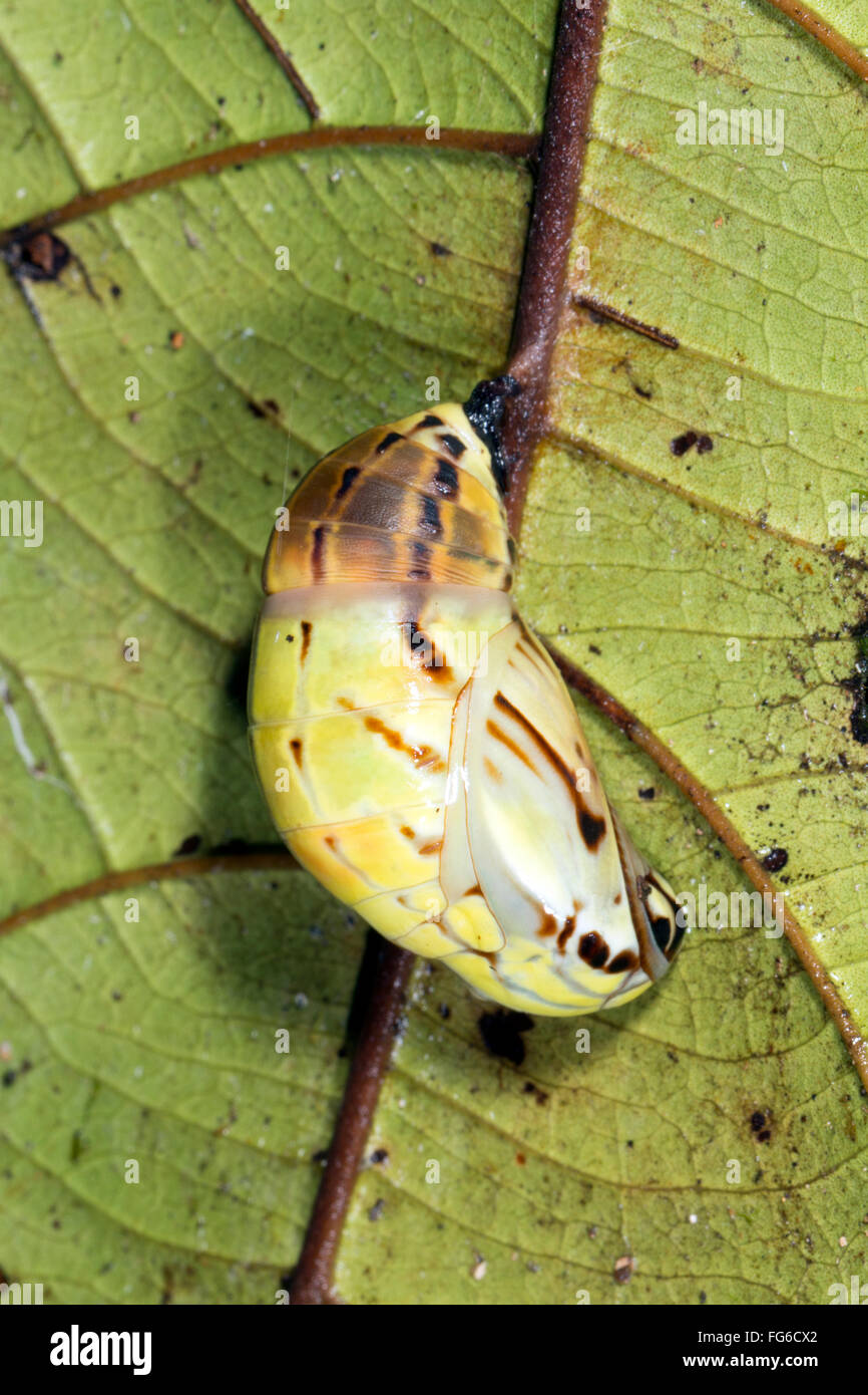 Butterfly pupa hanging from the underside of a leaf in the Ecadorian Amazon Stock Photo