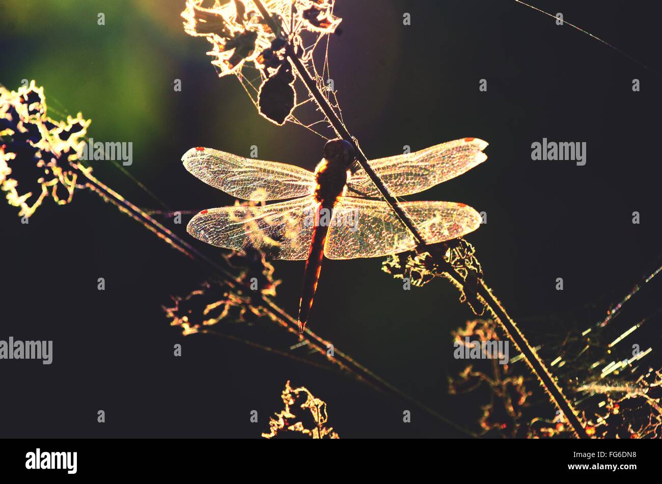 Close-Up Of Dragonfly On Plant Stock Photo - Alamy