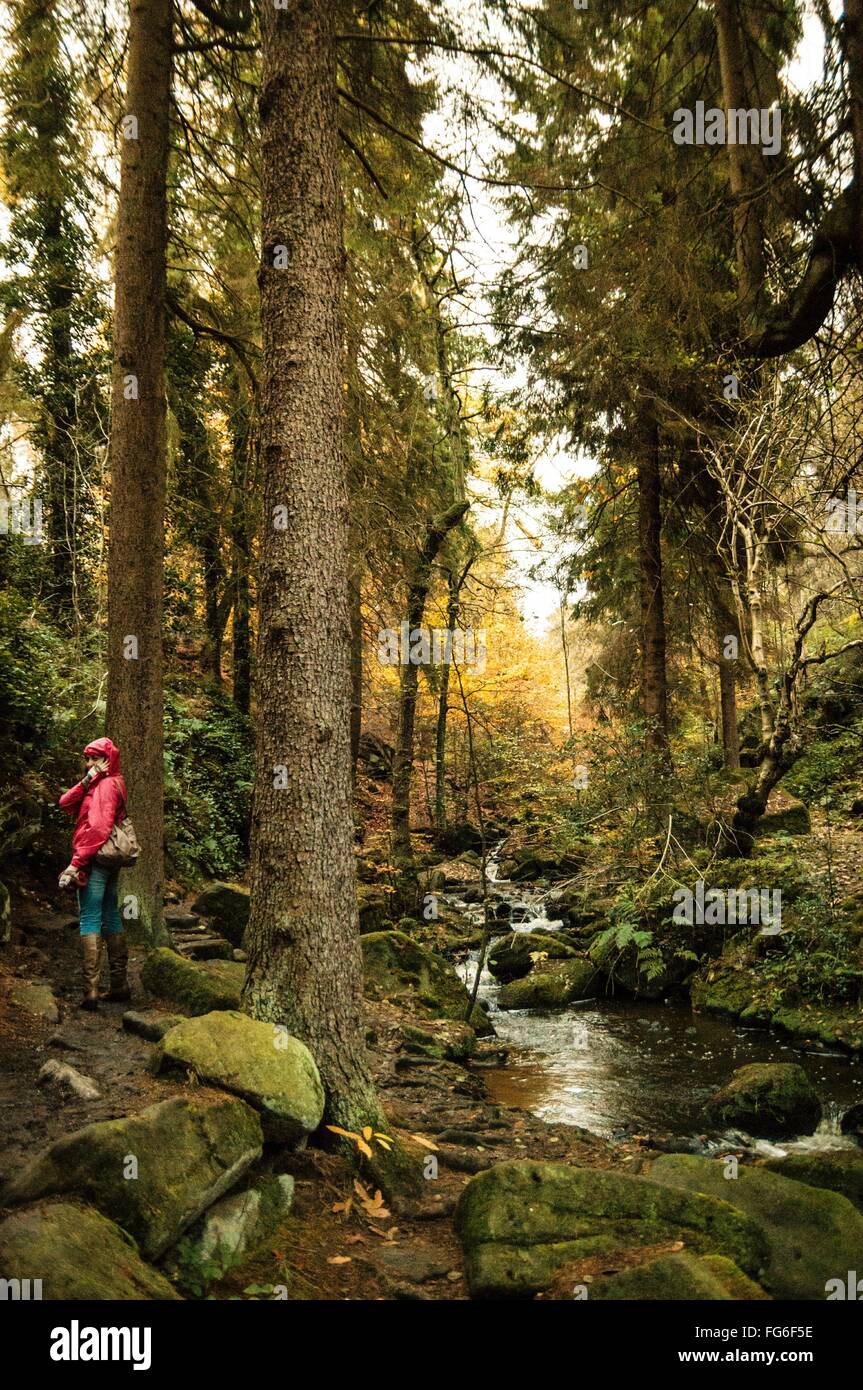 Brook Forest High Resolution Stock Photography and Images - Alamy