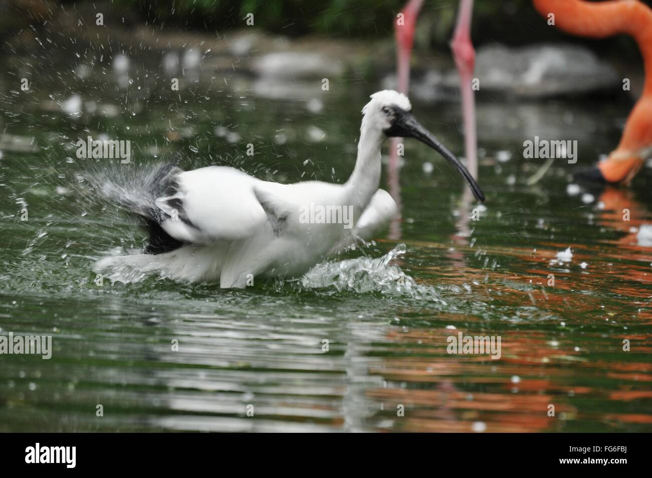 Bird Splashing Water In Lake Stock Photo Alamy
