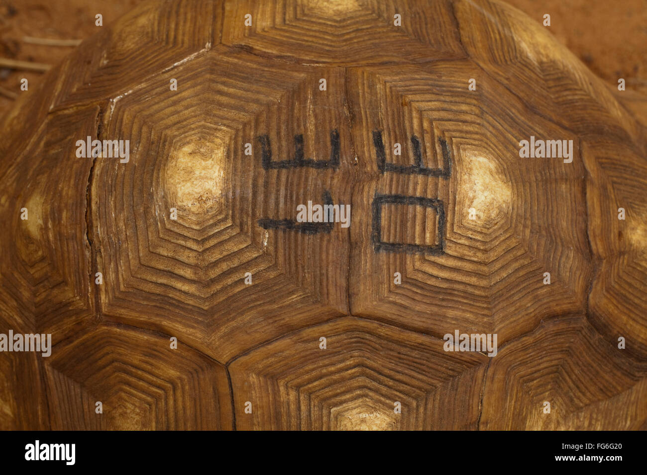 Ploughshare Tortoise Astrochelys yniphora Critically Endangered. Permanent identification mark engraved on carapace. Stock Photo