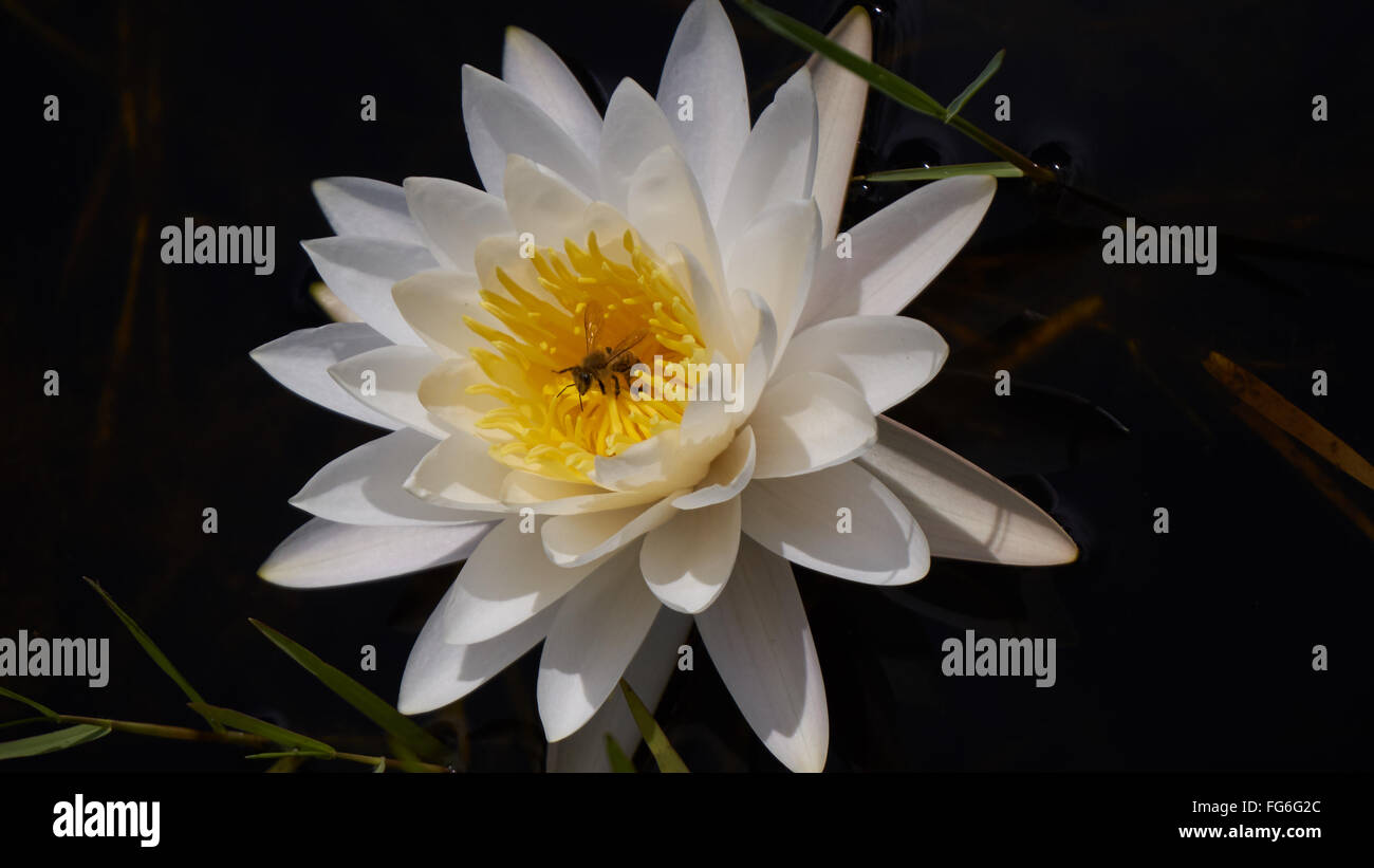 Water bee hi-res stock photography and images - Alamy
