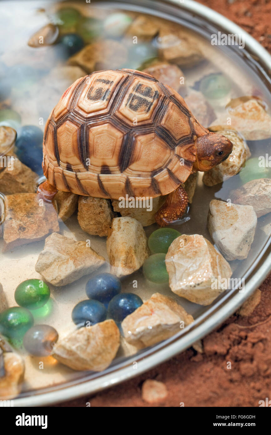 Ploughshare Tortoise (Astrochelys yniphora). Juvenile. Coloured glass
