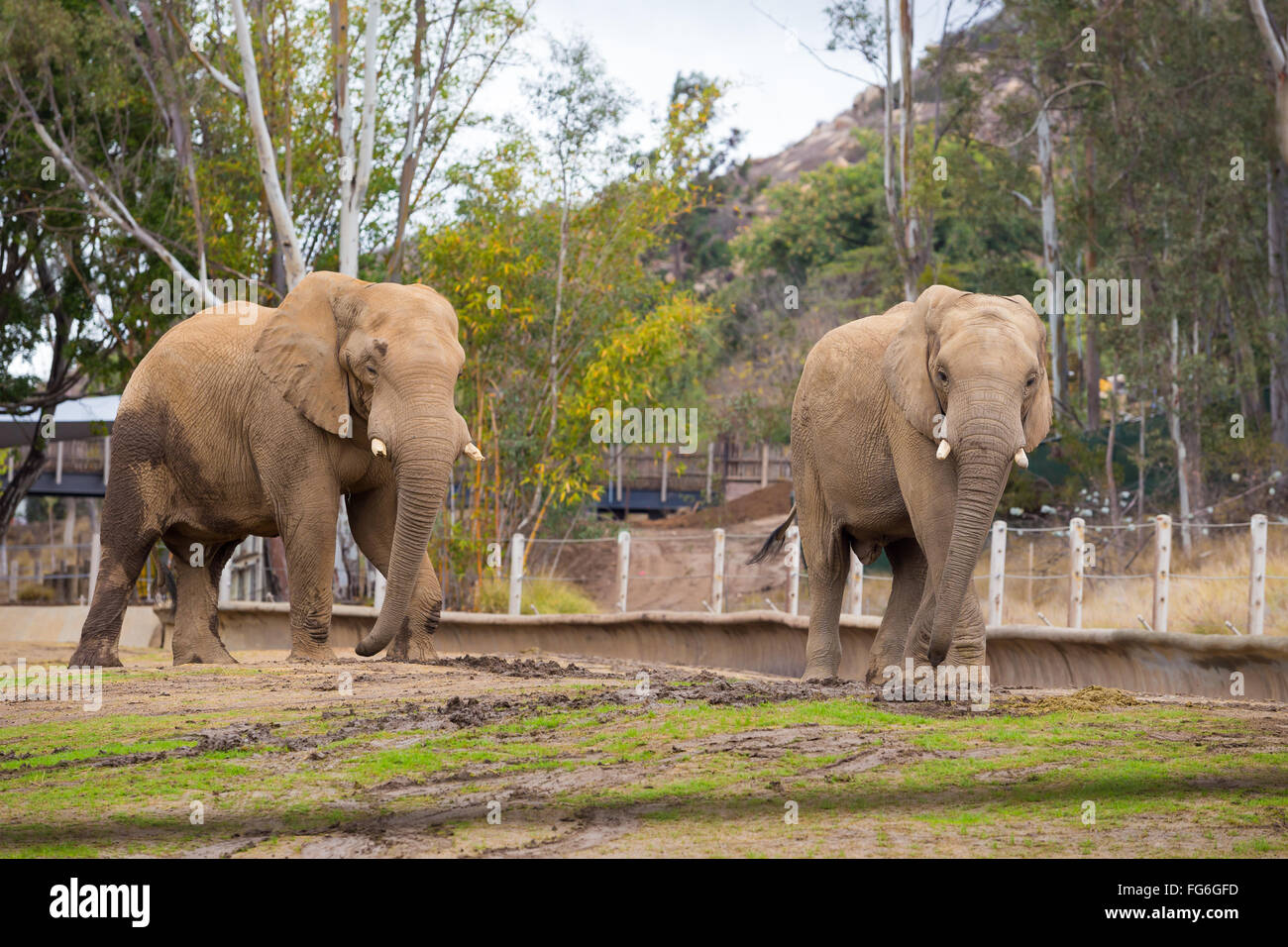 Elephants in captivity hires stock photography and images Alamy