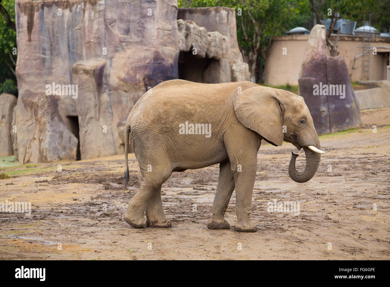 Elephants in captivity at the San Diego Zoo Safari Park in California