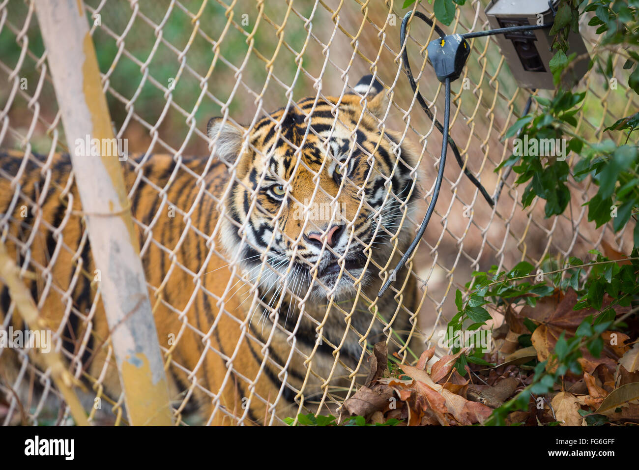 Bengal tiger in captivity at the San Diego Zoo Safari Park in