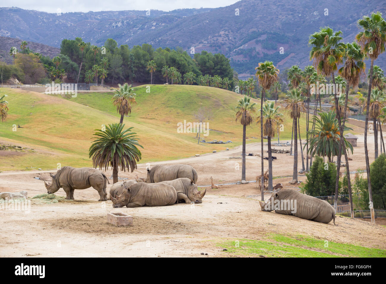 White rhinoceros in captivity at the San Diego Zoo Safari Park in California. Stock Photo