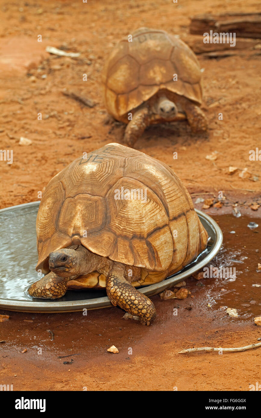 Angonoka or Ploughshare Tortoises (Astrochelys yniphora). Critically Endangered. Sitting in drinking container. Durrell . Stock Photo