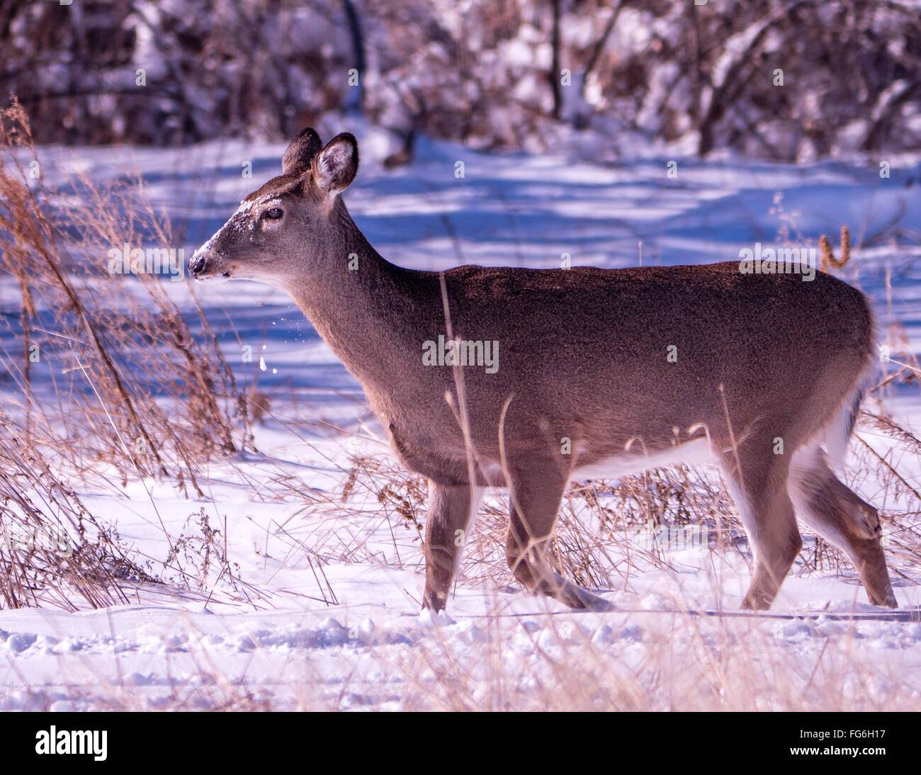 Whitetail doe with a dusting of snow on her face Stock Photo