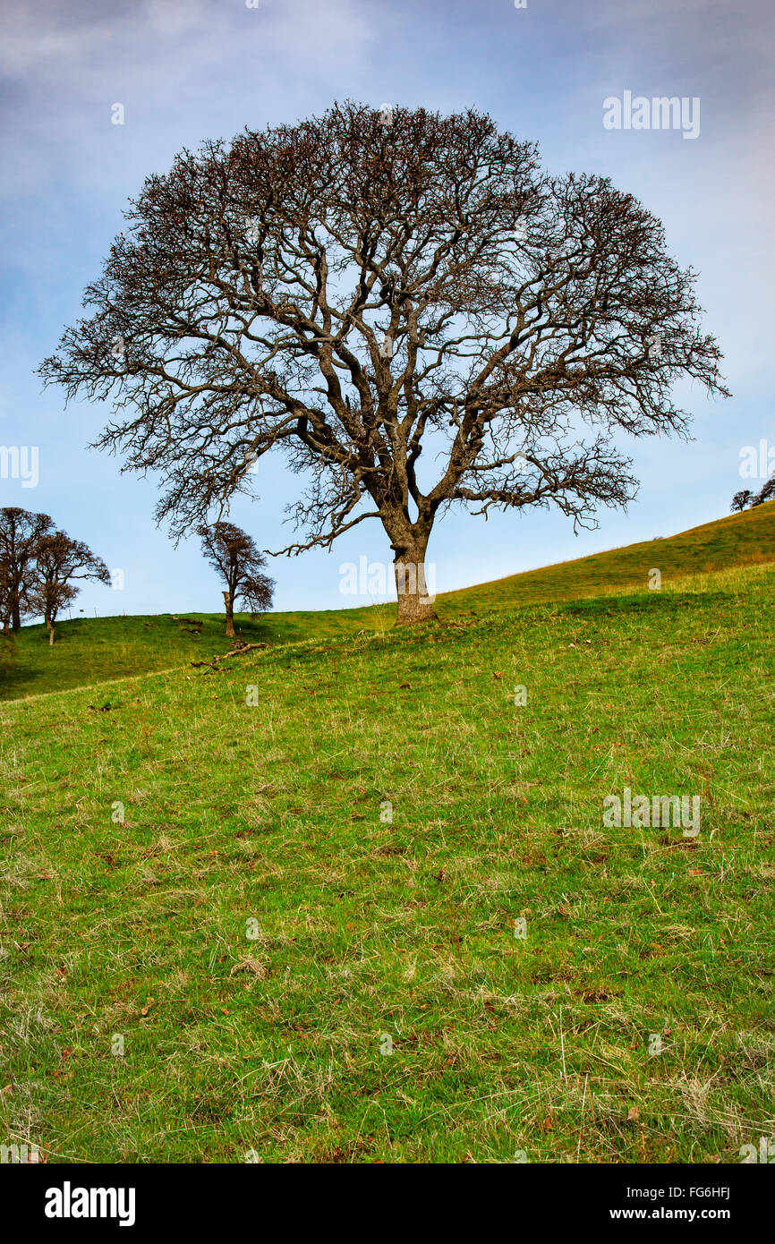 Valley Oak on a hillside at Round Valley Regional Preserve near Byron