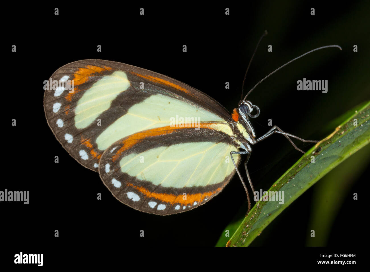Ithomiid butterfly roosting at night in the rainforest understory in Ecuador Stock Photo