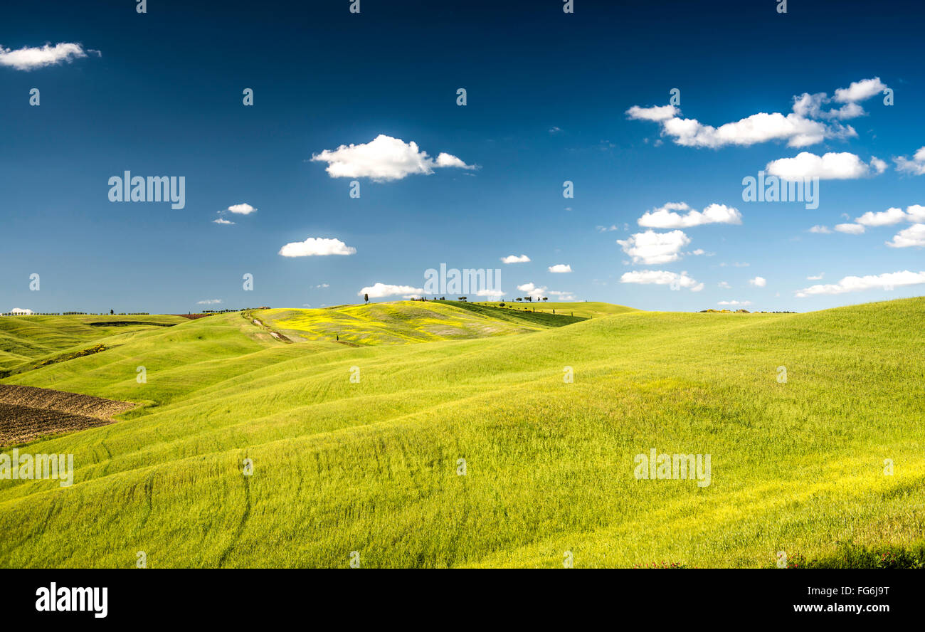 Cornfields in spring, at San Quirico d’Orcia, Val d'Orcia, Tuscany, Italy Stock Photo