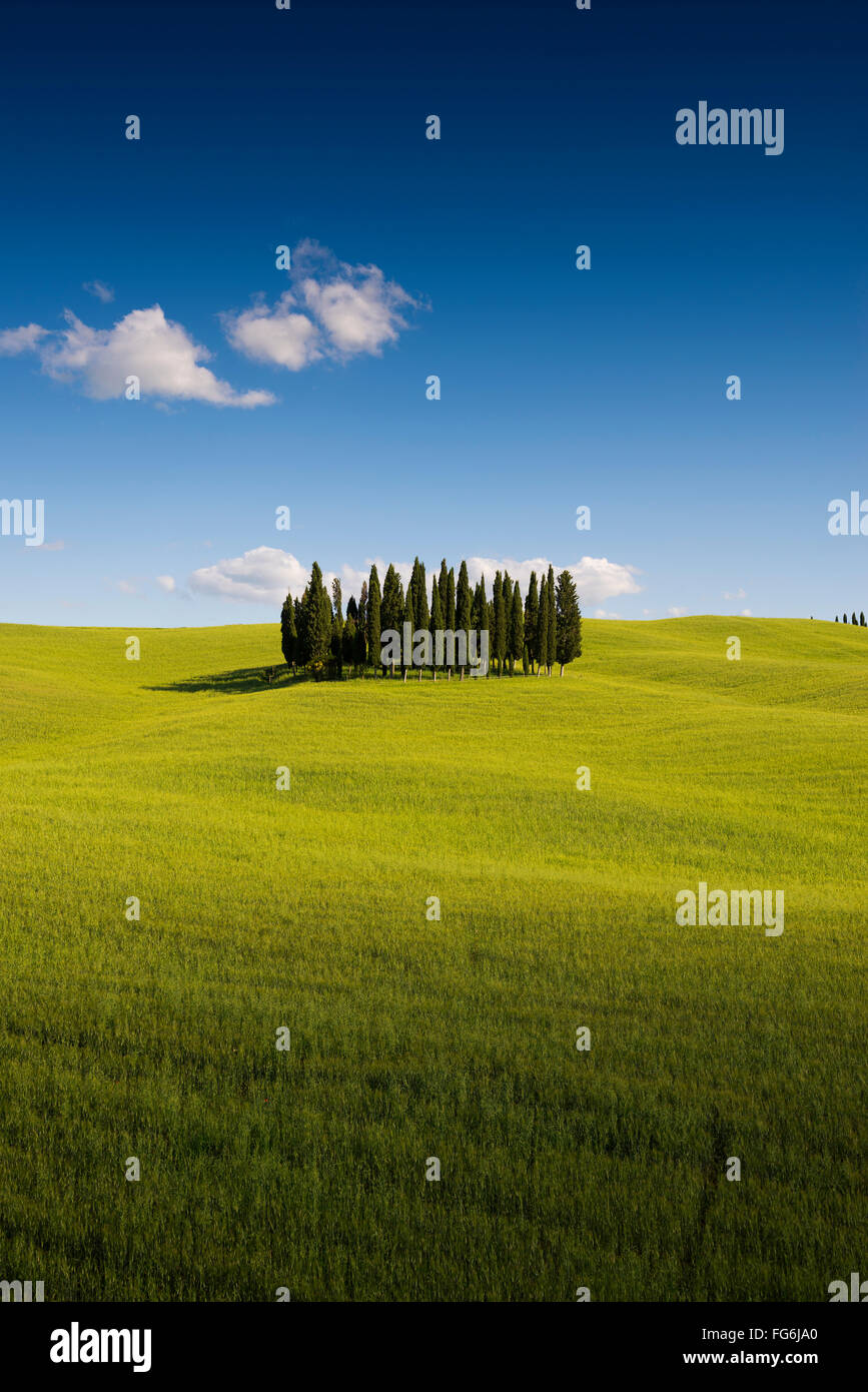 Cypress trees in cornfield at San Quirico d’Orcia, Val d'Orcia, Tuscany, Italy Stock Photo